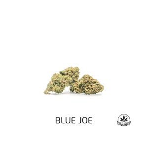 BLUE JO – infiorescenza di canapa legale | Ganja Italia