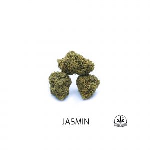 JASMIN – infiorescenza di canapa legale | Ganja Italia
