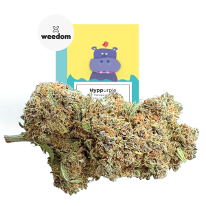 HYPPURPLE – infiorescenza di canapa legale | Ganja Italia