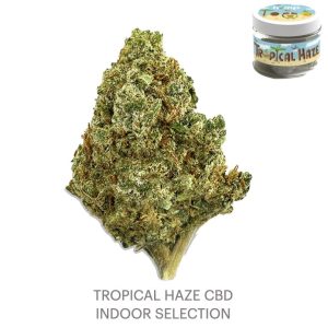 TROPICAL HAZE Indoor – infiorescenza di canapa legale | Ganja Italia