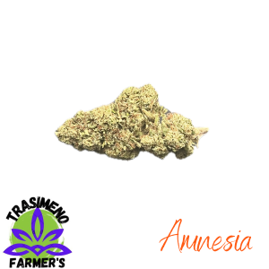 AMNESIA – infiorescenza di canapa legale | Ganja Italia