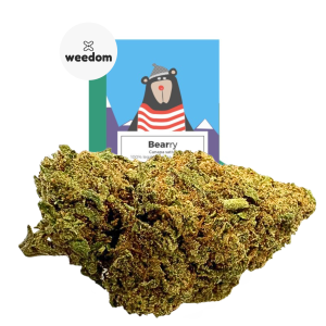 BEARRY – infiorescenza di canapa legale | Ganja Italia