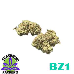 BZ1 – infiorescenza di canapa legale | Ganja Italia