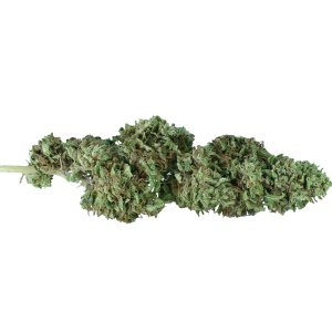 SUPER LEMON – infiorescenza di canapa legale | Ganja Italia