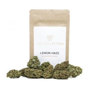 LEMON HAZE – infiorescenza di canapa legale | Ganja Italia