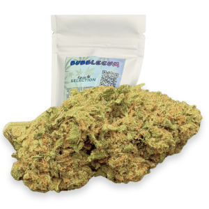 BUBBLEGUM bio – hashish di canapa legale | Ganja Italia