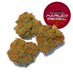 MARLEY DIESEL – infiorescenza di canapa legale | Ganja Italia