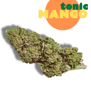 MANGO TONIC – infiorescenza di canapa legale | Ganja Italia