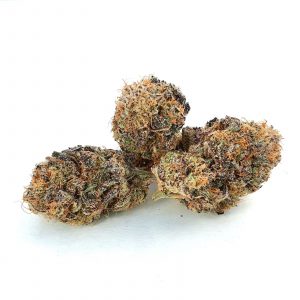 PURPLE KUSH RDWC – infiorescenza di canapa legale | Ganja Italia