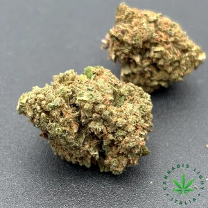 SNOW WHITE Big or Small – infiorescenza di canapa legale | Ganja Italia