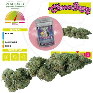 CHEESEBERRY – infiorescenza di canapa legale | Ganja Italia
