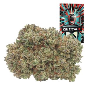 CRITICAL+ – infiorescenza di canapa legale | Ganja Italia