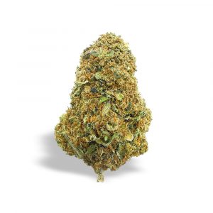 ORANGE BUD – infiorescenza di canapa legale | Ganja Italia