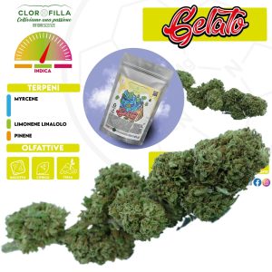GELATO – infiorescenza di canapa legale | Ganja Italia