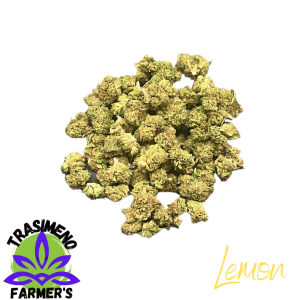 LEMON s.b. – infiorescenza di canapa legale | Ganja Italia