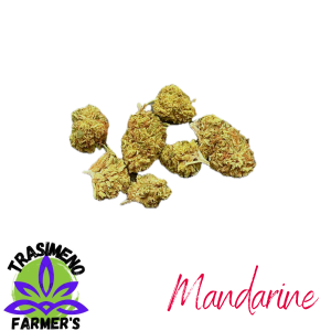 MANDARINE s.b. – infiorescenza di canapa legale | Ganja Italia