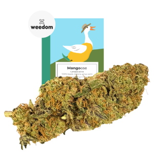 MANGOOSE – infiorescenza di canapa legale | Ganja Italia