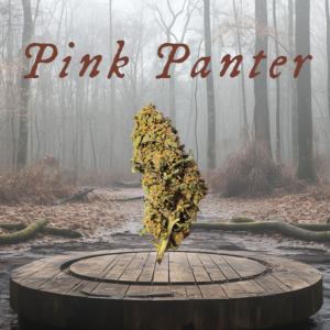 PINK PANTER’24 – infiorescenza di canapa legale | Ganja Italia