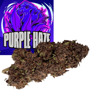 PURPLE HAZE – infiorescenza di canapa legale | Ganja Italia