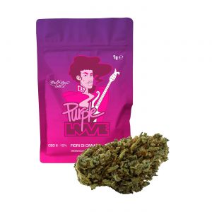 PURPLE LOVE – infiorescenza di canapa legale | Ganja Italia