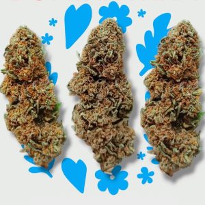 THERAPY’24 – infiorescenza di canapa legale | Ganja Italia