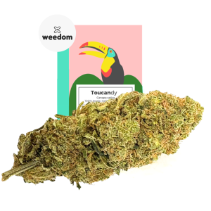TOUCANDY – infiorescenza di canapa legale | Ganja Italia